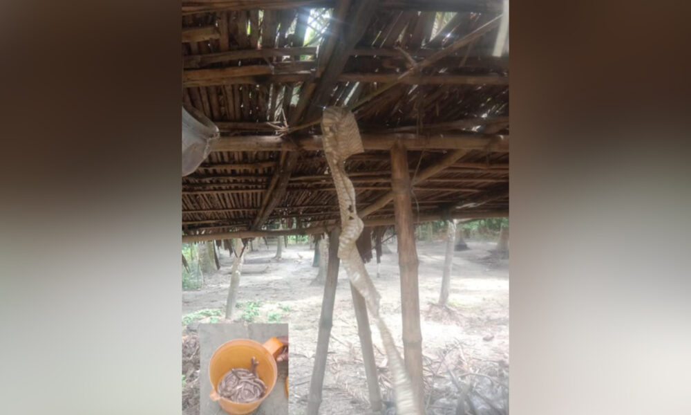 যশোরে বসতঘর থেকে অর্ধশত সাপের বাচ্চা উদ্ধার