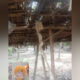 যশোরে বসতঘর থেকে অর্ধশত সাপের বাচ্চা উদ্ধার