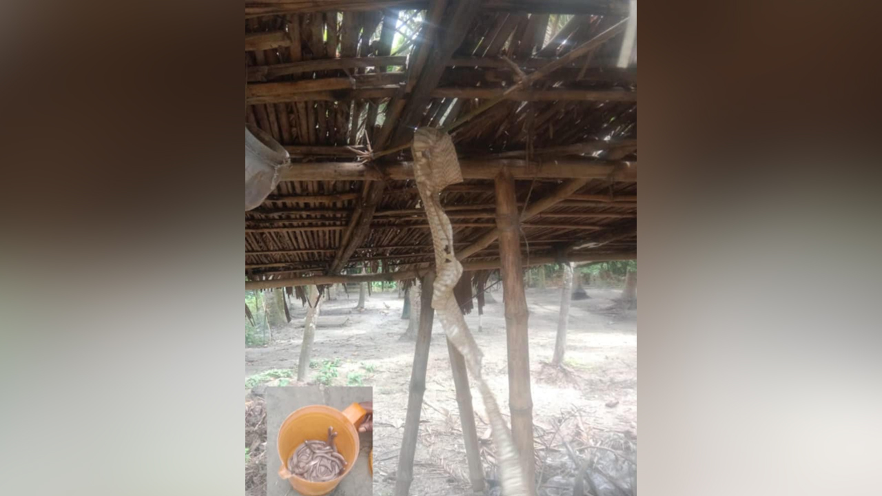 যশোরে বসতঘর থেকে অর্ধশত সাপের বাচ্চা উদ্ধার