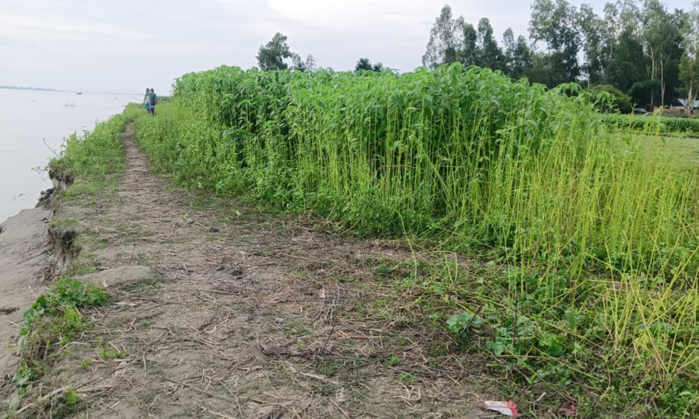 অসময়ের বন্যায় চরাঞ্চলের পাটচাষির দুশ্চিন্তা