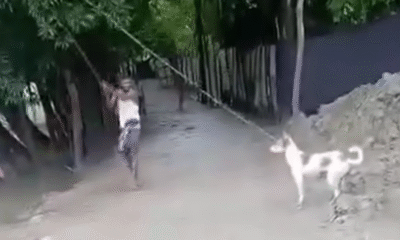 বরিশালে কুকুর হত্যা