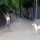 বরিশালে কুকুর হত্যা