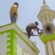 মুম্বাইয়ে আজানকে ‘শব্দদূষণ’ বলে ১৫০০ মসজিদের লাউডস্পিকার সরাল
