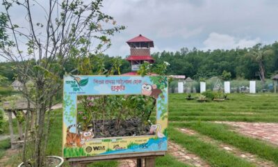 বরগুনায় গাছের হাসপাতাল