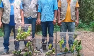 জব্দ করা পাখি