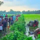 ট্রেনের ধাক্কায় ধানক্ষেতে ছিটকে পড়ল ট্রাক্টর