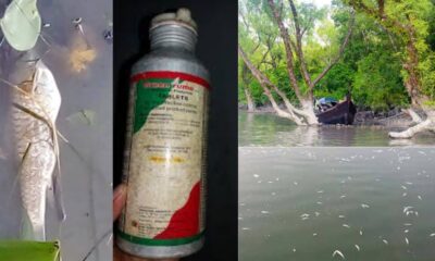 বিষ দিয়ে মাছ শিকার, বাইনচটকীর টুলুর চর এখন বিপন্ন