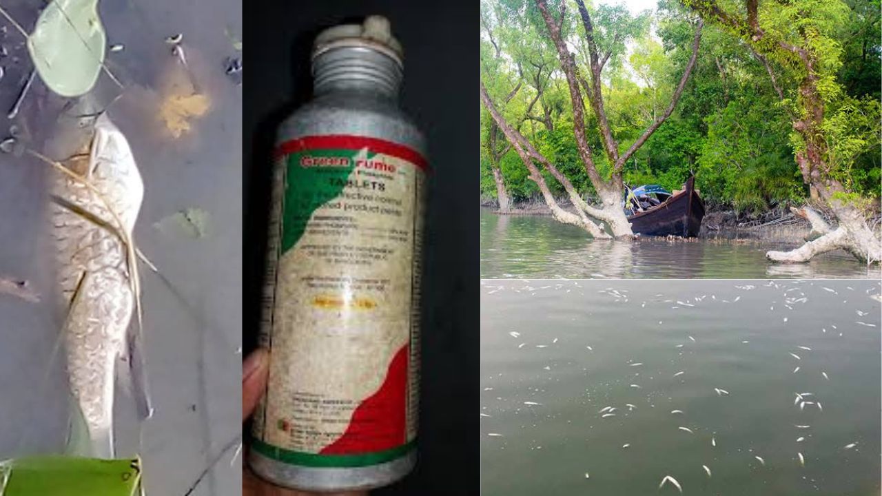 বিষ দিয়ে মাছ শিকার, বাইনচটকীর টুলুর চর এখন বিপন্ন