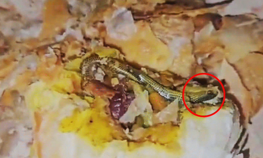 বেকারির নাস্তা থেকে বের হলো সাপ, চাঞ্চল্য তেলেঙ্গানায়