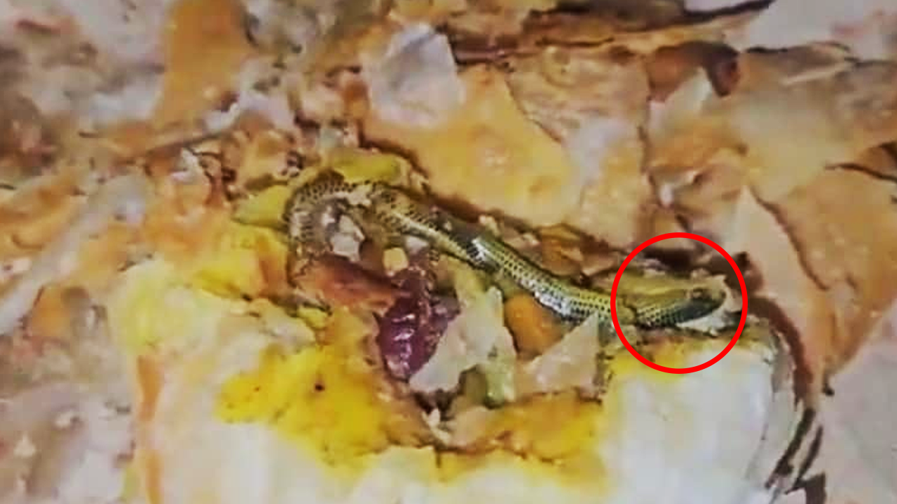বেকারির নাস্তা থেকে বের হলো সাপ, চাঞ্চল্য তেলেঙ্গানায়